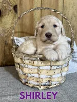 Shirley, a female Goldendoodle for sale in Columbia City, IN – Photo 1 of 5