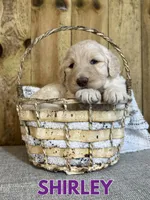 Shirley, a female Goldendoodle for sale in Columbia City, IN – Photo 4 of 5