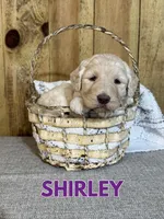Shirley, a female Goldendoodle for sale in Columbia City, IN – Photo 2 of 5