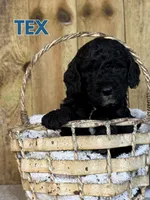 Tex - Mini F1B Goldendoodle, a male Miniature Goldendoodle for sale in Columbia City, IN – 5 of 7