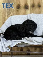 Tex - Mini F1B Goldendoodle, a male Miniature Goldendoodle for sale in Columbia City, IN – 3 of 7