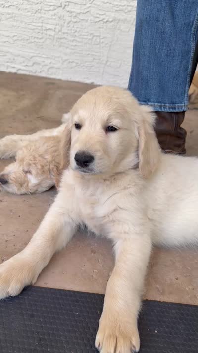 Gray, a male Goldendoodle for sale in Tempe, AZ – 10 of 10