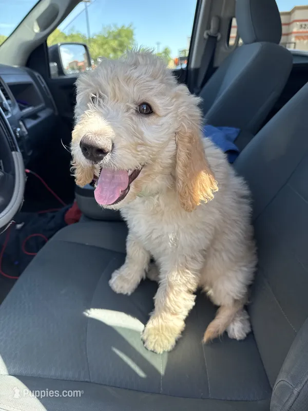 Scarlet  – Goldendoodle puppy for sale in Tempe, AZ