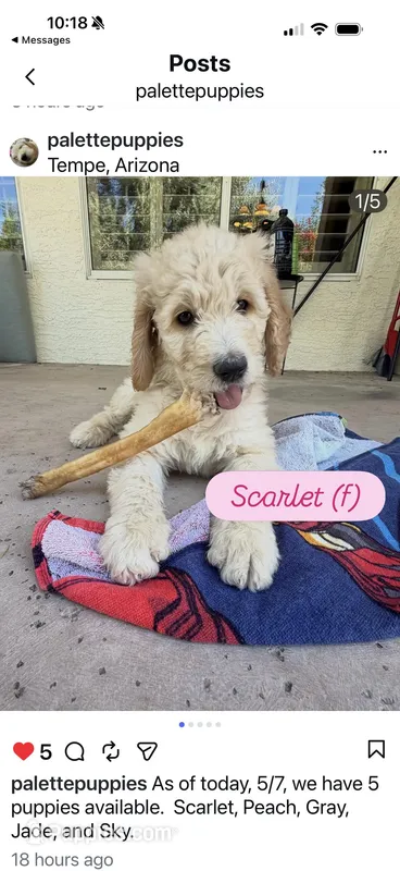 Scarlet  – Goldendoodle puppy for sale in Tempe, AZ