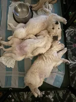 Scarlet , a female Goldendoodle for sale in Tempe, AZ – 4 of 10