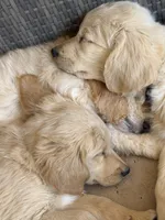 Scarlet , a female Goldendoodle for sale in Tempe, AZ – 2 of 10