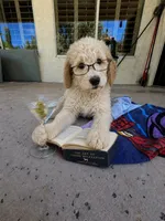 Scarlet , a female Goldendoodle for sale in Tempe, AZ – 6 of 10