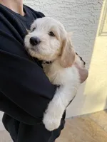 Scarlet , a female Goldendoodle for sale in Tempe, AZ – 7 of 10