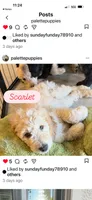 Scarlet , a female Goldendoodle for sale in Tempe, AZ – 3 of 3