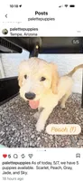 Peach, a female Goldendoodle for sale in Tempe, AZ – 9 of 10