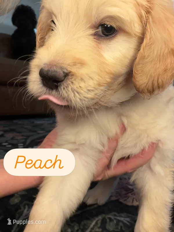 Peach – Goldendoodle puppy for sale in Tempe, AZ