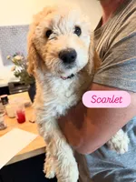 Scarlet , a female Goldendoodle for sale in Tempe, AZ – 2 of 3