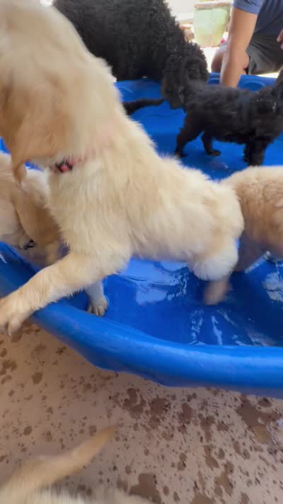 Peach, a female Goldendoodle for sale in Tempe, AZ – 10 of 10
