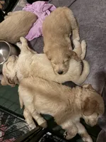 Sky, a female Goldendoodle for sale in Tempe, AZ – 4 of 9