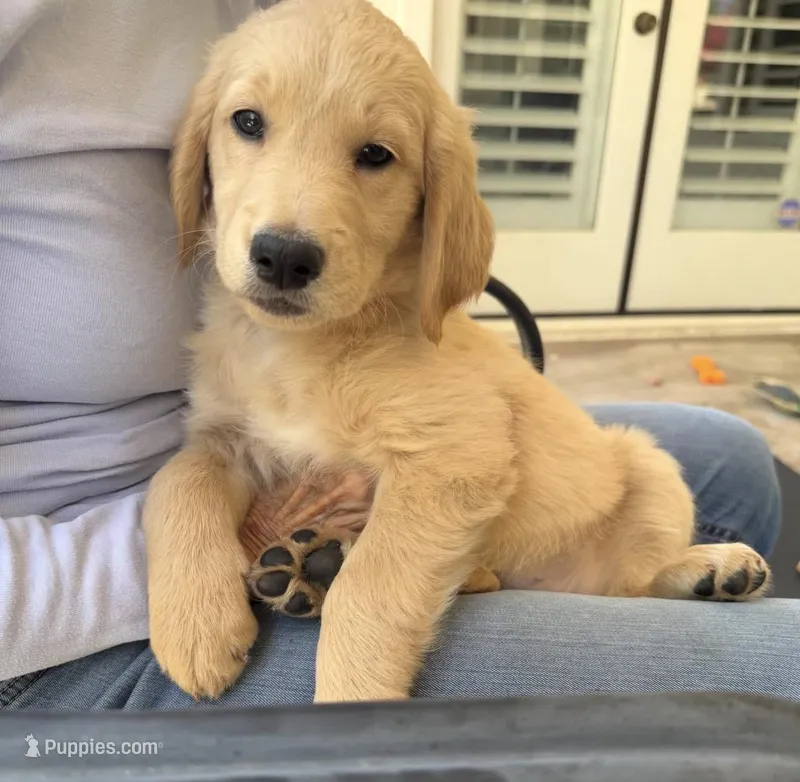 Sky – Goldendoodle puppy for sale in Tempe, AZ