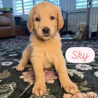 Sky, a female Goldendoodle for sale in Tempe, AZ – 5 of 9