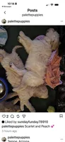 Sky, a female Goldendoodle for sale in Tempe, AZ – 8 of 9
