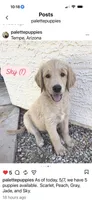 Sky, a female Goldendoodle for sale in Tempe, AZ – 7 of 9