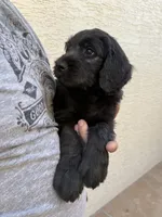 Jade, a male Goldendoodle for sale in Tempe, AZ – 7 of 8