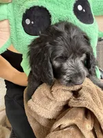 Jade, a male Goldendoodle for sale in Tempe, AZ – 5 of 8