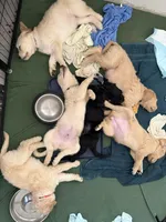 Jade, a male Goldendoodle for sale in Tempe, AZ – 8 of 8