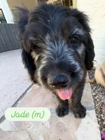Jade, a male Goldendoodle for sale in Tempe, AZ – 2 of 8