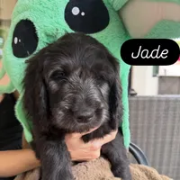 Jade, a male Goldendoodle for sale in Tempe, AZ – 4 of 8