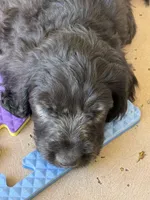 Jade, a male Goldendoodle for sale in Tempe, AZ – 3 of 8