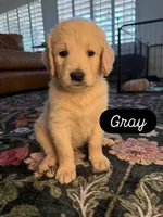Gray, a male Goldendoodle for sale in Tempe, AZ – 1 of 10