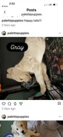 Gray, a male Goldendoodle for sale in Tempe, AZ – 6 of 10
