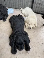 Gray, a male Goldendoodle for sale in Tempe, AZ – 7 of 10