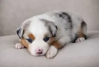 Cheyenne, a male Miniature Australian Shepherd for sale in Mount Airy, NC – 3 of 3