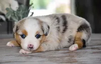 Cheyenne, a male Miniature Australian Shepherd for sale in Mount Airy, NC – 2 of 3
