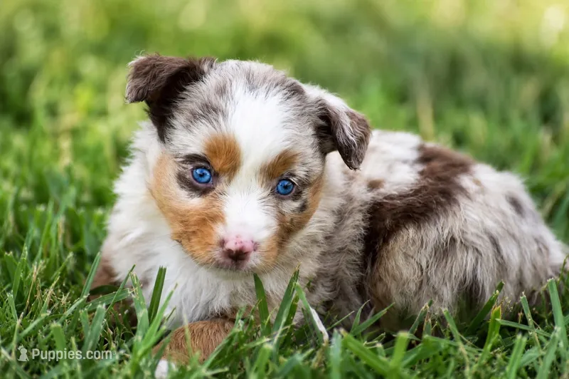 Dixie – Miniature Australian Shepherd puppy for sale in Mount Airy, NC