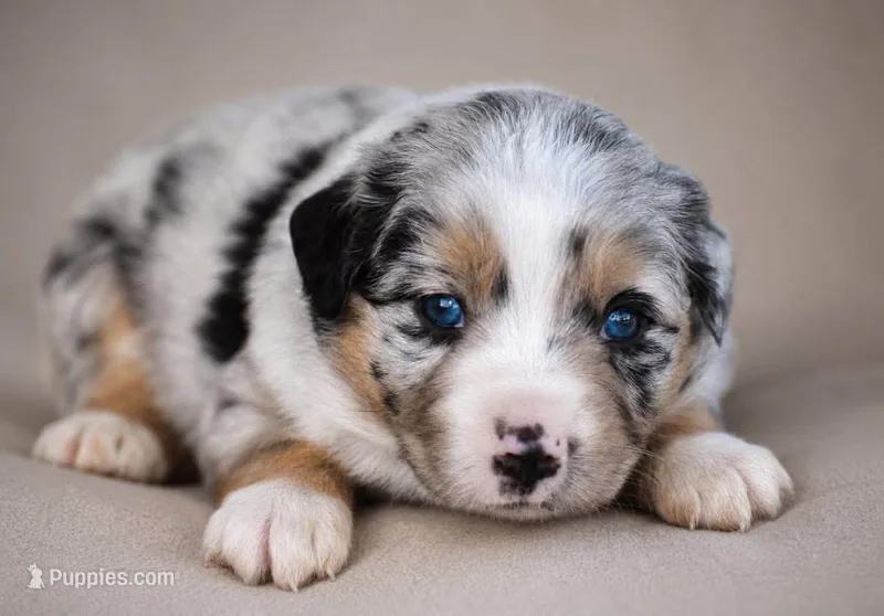 Freedom – Miniature Australian Shepherd puppy for sale in Mount Airy, NC