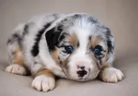 Freedom, a female Miniature Australian Shepherd for sale in Mount Airy, NC – 1 of 3