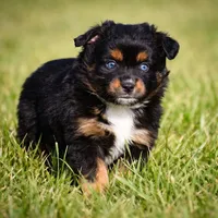 Ruby - Blue Eyes! , a female Miniature Australian Shepherd for sale in Mount Airy, NC – Photo 1 of 6