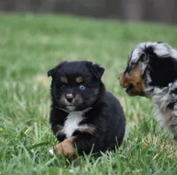 Ruby - Blue Eyes! , a female Miniature Australian Shepherd for sale in Mount Airy, NC – Photo 6 of 6