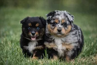 Ruby - Blue Eyes! , a female Miniature Australian Shepherd for sale in Mount Airy, NC – Photo 5 of 6