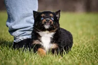 Ruby - Blue Eyes! , a female Miniature Australian Shepherd for sale in Mount Airy, NC – Photo 3 of 6