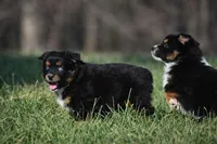 Ruby - Blue Eyes! , a female Miniature Australian Shepherd for sale in Mount Airy, NC – Photo 2 of 6