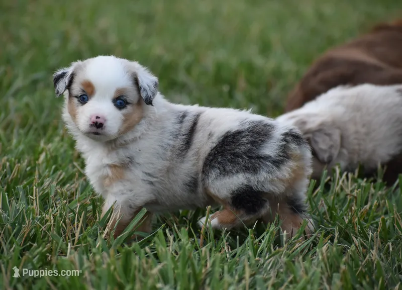 Cheyenne – Miniature Australian Shepherd puppy for sale in Mount Airy, NC