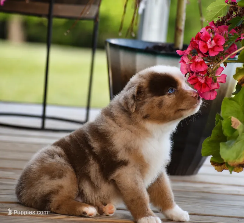 Colt – Miniature Australian Shepherd puppy for sale in Mount Airy, NC