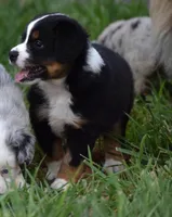 Glory - Ready Now , a female Miniature Australian Shepherd for sale in Mount Airy, NC – 4 of 5
