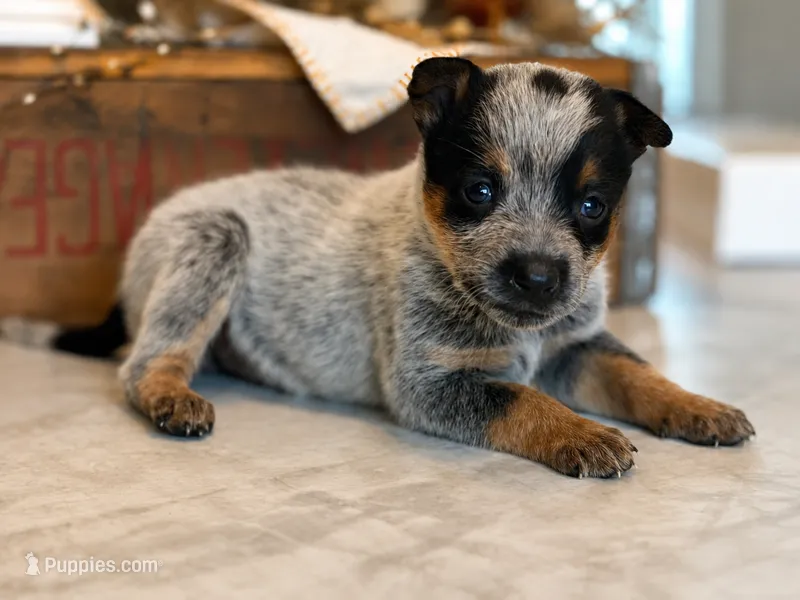 MINI Female – Australian Cattle Dog puppy for sale in Mount Airy, NC