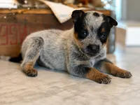 MINI Female, a female Australian Cattle Dog for sale in Mount Airy, NC – 1 of 6