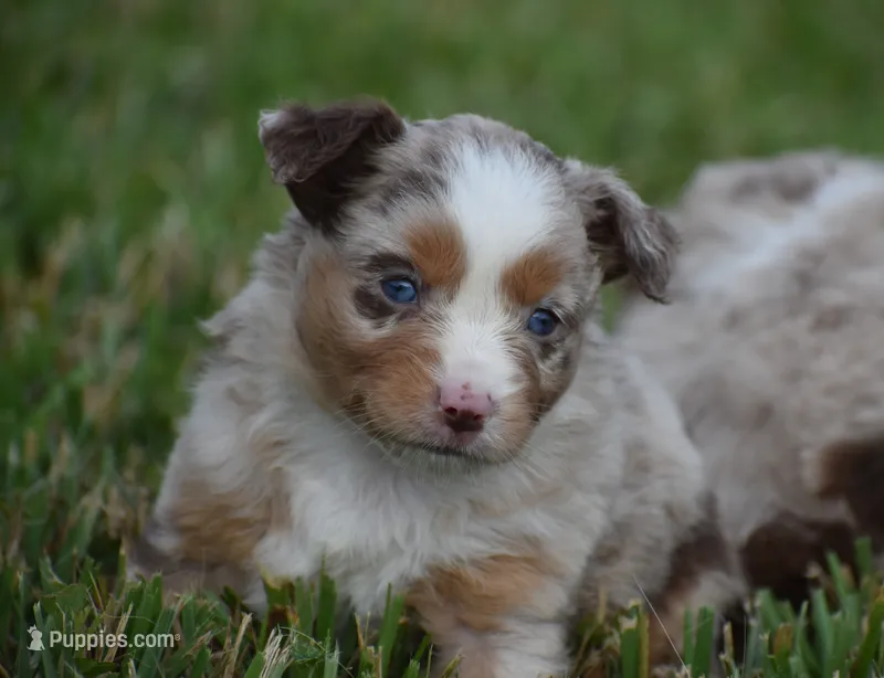 Dixie – Miniature Australian Shepherd puppy for sale in Mount Airy, NC