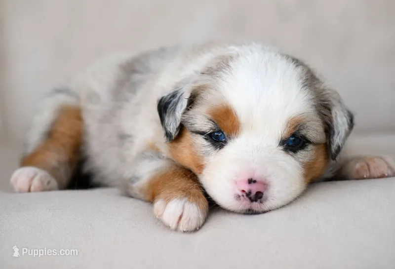 Cheyenne – Miniature Australian Shepherd puppy for sale in Mount Airy, NC