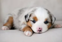 Cheyenne, a male Miniature Australian Shepherd for sale in Mount Airy, NC – 1 of 3