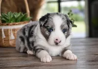 Ranger, a male Miniature Australian Shepherd for sale in Mount Airy, NC – 2 of 3
